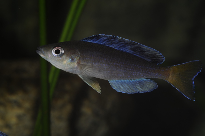 Cyprichromis sp. 'dwarf jumbo' Kigoma